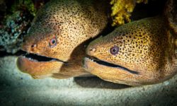 Safari Egipt trasa FURY SHOAL + DEDALUS 12-19.10.2019