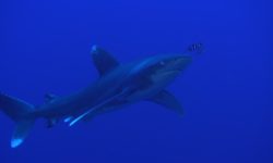 Safari nurkowe Egipt trasa DEDALUS 27.04-04.05.2023